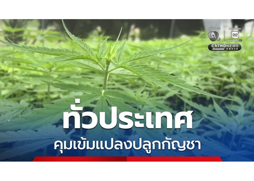 2026–07-07 泰国即日起严查大麻种植园，违规可直接吊销许可